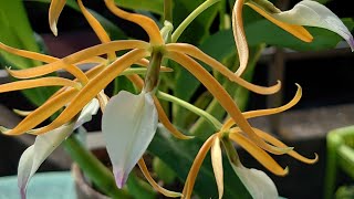 Prosthechea （Encyclia）brassavolaeМимоза стыдливая オジギソウ Mimosa pudica [upl. by Kciredor535]