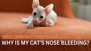 Why Is My Cat’s Nose Bleeding  Why Is My Cat Bleeding From One Nostril And Sneezing [upl. by Oj384]