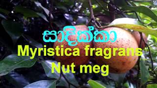 Sadikka  Nut meg Myristica fragrans  Ayurvedic plants [upl. by Luana598]