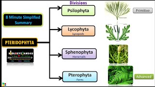 Classification of Pteridophytes with Example  Plant Classification [upl. by Htide]