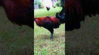 Brown red or Black fowl [upl. by Nylatsirhc]