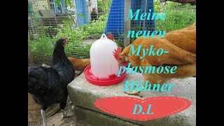 Meine neuen Mykoplasmose Hühner [upl. by Palmira]