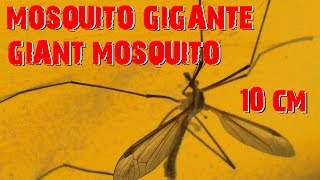 TIPULA Tipulidae INOFENSIVO MOSQUITO GIGANTE 10 CM GIANT MOSQUITO Mücke MOUSTIQUES بعوض  CLICK [upl. by Ennaeilsel]