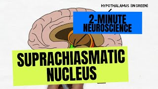 2Minute Neuroscience Suprachiasmatic Nucleus [upl. by Magdalena]