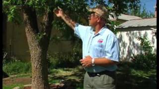 How To Keep Pecan Trees Healthy [upl. by Nnairahs469]