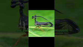 Mid Treehopper×Mahoraga edit IBFawJan edit shorts mahoraga Treehopper animeedit [upl. by Dombrowski87]