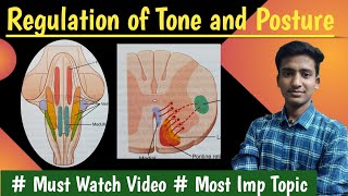 Regulation of tone and posture Decerebrate rigidity Righting reflexPhysiologyin hindiAshish [upl. by Yeung]