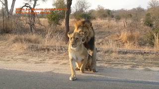 Mating Lions in Kruger National Park  Charleston Male Lion [upl. by Flann]