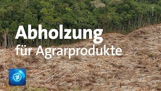 Profit deutscher Firmen von Abholzung von Regenwald [upl. by Januisz575]