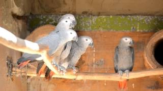 A Grey Future Captive Breeding of African Grey Parrots of South Africa [upl. by Fadil]