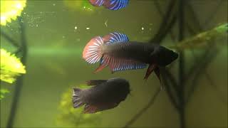 Siamesischer Kampffisch Betta splendens Wildform [upl. by Notgnirrab]