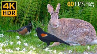 Cat TV for Cats to Watch 😺 Graceful Summer Birds Bunnies squirrels 🐦 8 Hours 4K HDR 60FPS [upl. by Elisha]