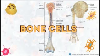 quotBone Cells Types Functions and Their Importance Explained BoneCells HumanBiology skeletal [upl. by Ahterahs]