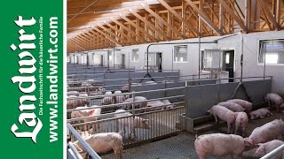 Tiergerechte Stallkonzepte für Schweine  landwirtcom [upl. by Seta]