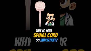 Why is Your Spinal Cord So IMPORTANT shorts [upl. by Lombardo]