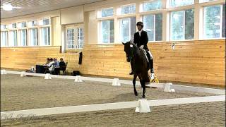 Zanita Star Dressage KWPN Keuring Inspection Iron Spring Farm 982011 [upl. by Danzig202]