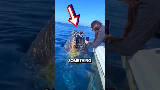 Giant whales ASK humans to remove barnacles 😱 shorts barnacles [upl. by Naleag]