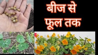 553 How To Grow Nasturtium From Seed  नस्टर्शियम को बीज से कैसे उगाएं  Tropaeolum  Nasturtium [upl. by Samy502]