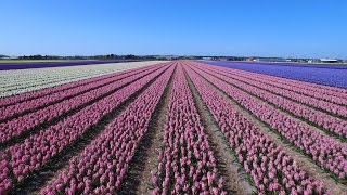 PHACELIA FLOWERS FIELD Relaxation Video  THANK YOUvideo to ALL our subscribers  FREE DOWNLOAD [upl. by Polak490]