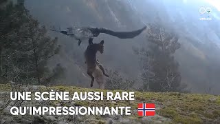 Un aigle royal s’empare d’une dépouille de renard avant de s’envoler avec [upl. by Otilesoj239]