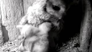 09 Woodmouse Closeup feeding Owlet eats 17th April [upl. by Sandstrom]