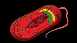 Microbiology of Prokaryotes Bacteria amp Archaea [upl. by Bick]