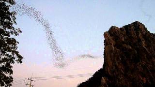 Twilight Bats 10000000 Bats every night in Thailand Flight of the bumblebee [upl. by Eidarb]