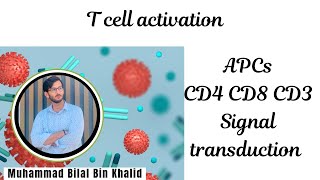 T cell activation  CD4 cells  CD8 cells immunology biology immunosciences medical [upl. by Divod]