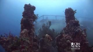 Artificial reef 10 years of growth [upl. by Gayner]