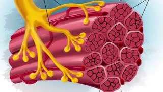 A Wearable Microscope for Visualization of Human Sarcomere Structure and Twitch Dynamics [upl. by Hertzfeld]