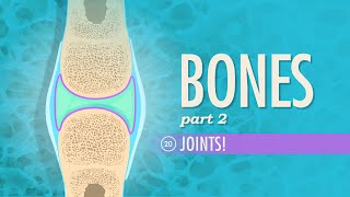 Joints Crash Course Anatomy amp Physiology 20 [upl. by Ellehcir]