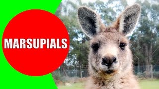 Marsupials for Kids – Marsupial Mammals – Marsupial Animals in Australia Tasmania and Americas [upl. by Yenttirb]