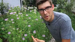 How to Grow Wild Bergamot aka Bee balm  Complete Growing Guide [upl. by Ahtiek]