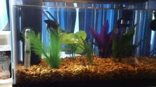 2 5 gallon Betta and cory tank Balanced [upl. by Sirak]