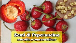 Semi di PEPERONCINO 🌶️ come RACCOGLIERE trattare e CONSERVARE [upl. by Euqinue216]