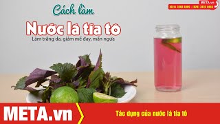 Uống nước lá tía tô có tác dụng gì Cách nấu nước uống lá tía tô  METAvn [upl. by Ettigirb504]