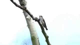 Asian Brown Flycatcher song Muscicapa dauurica HD [upl. by Idram]