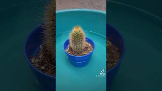 RIEGO DE CACTUS [upl. by Delanos]