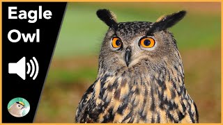 Eagle Owl  Sounds [upl. by Eizzik560]