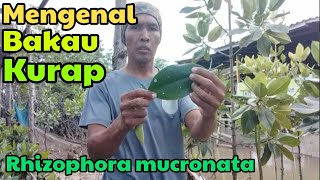 Cara Mengenal Bakau Kurap  Mangrove Rhizophora Mucronata [upl. by Nitza]