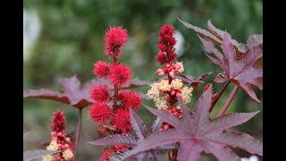 Botanical description of Ricinus communis  Botany Tamil [upl. by Abagail894]