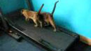 2 funny cats  kittens running on the treadmill [upl. by Huntington]