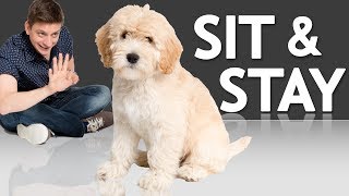 How to Teach your Puppy to Sit and Stay [upl. by Aryam751]