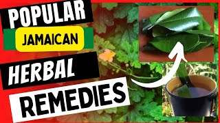 POPULAR Jamaican BUSH TEA REMEDIES and Their BENEFITS [upl. by Esimaj]