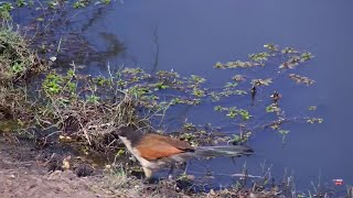 Burchells Coucal hunting for insects Naledi Dam Aug 26 2024 1030 AM SAST africamcom [upl. by Saito]