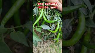 VNR sunidhi chilli seedschilli crop farming vnrvnrseeds [upl. by Redd]