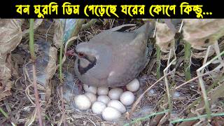 দুর্ভাগা চুকার পাখির জীবন কাহিনী Bird Story177 The Life Story of Chukar Bird  The Life of Nature [upl. by Niwrek]