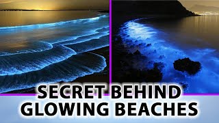 Glowing Beaches  Bioluminescence Plankton  Facts [upl. by Olegnad]