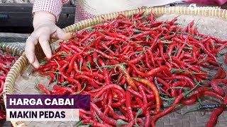 Harga Cabai Makin Pedas di Pasar Jakarta Tembus Rp100 Ribu per Kg [upl. by Luaped]