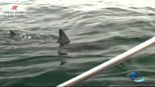 Great White Shark tours shark catching a seal next to boat [upl. by Arayk474]